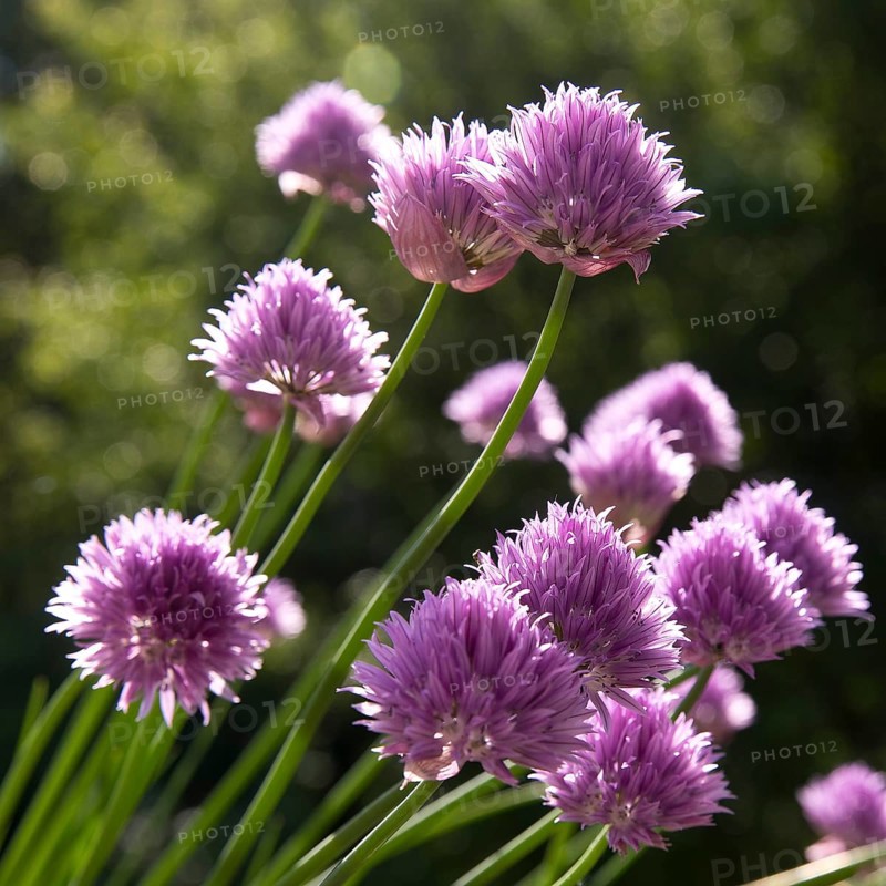 Chive blossoms (Allium schoenoprasum) Witten, Ruhr area, North Rhine-Westphalia, Germany, Europe
