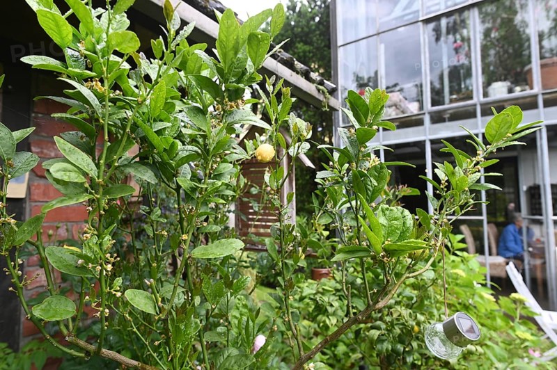 DEU. Germany, Iserlohn: This hobby gardener in Iserlohn maintains an extraordinary garden with numerous non-native plants