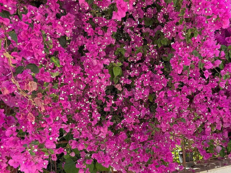 Many flowers in magenta colour on large shrub of Bougainvillea (Bougainvillea glabra) triplet flower, Crete, Greece, Europe