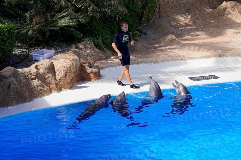 Loro Parque, Puerto de la Cruz, Santa Cruz de Tenerife, Tenerife, Canary Islands, Spain, Europe, Four dolphins swimming in a pool next to a trainer standing at the edge of the pool, Europe