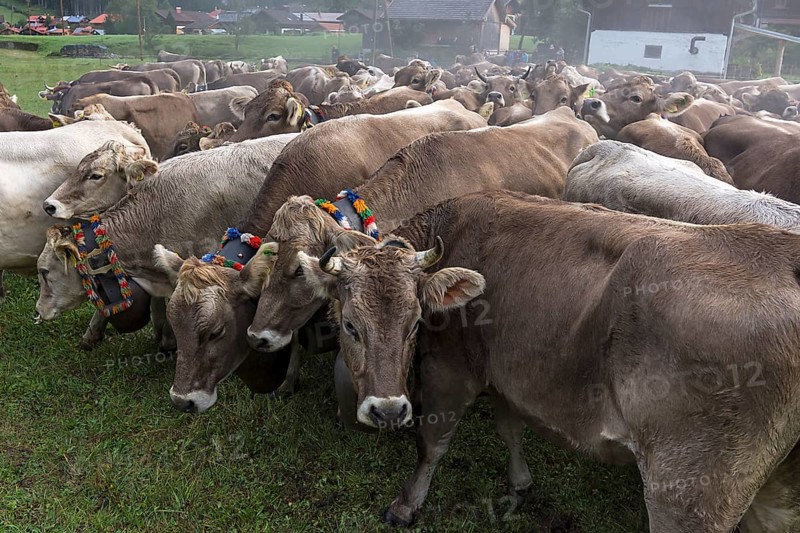Allgaeu cows with jewellery bells gather for the cattle seperation, Hinterstein, Bad Hindelang, Bavaria, Germany, Europe