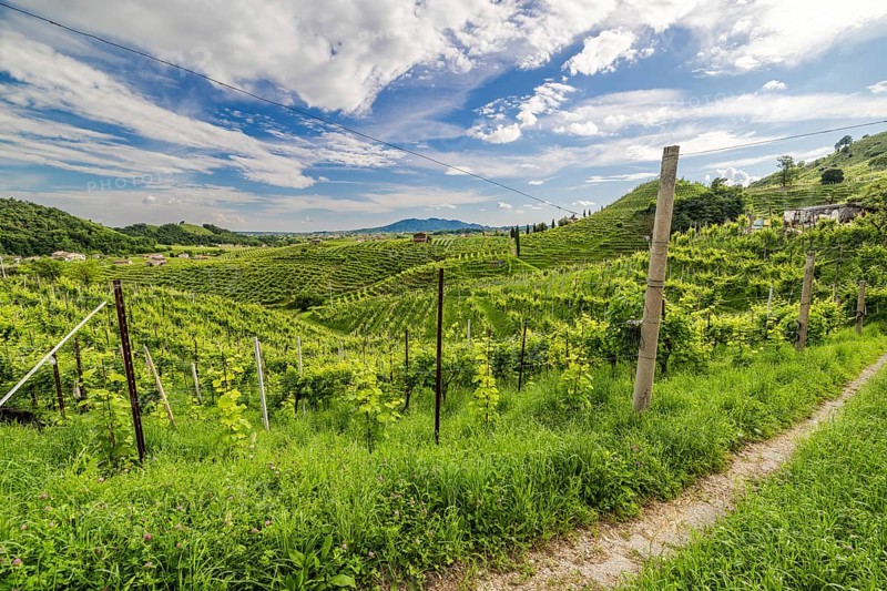 World Heritage Site, landscape, wine tour, wine press, wine-growing area, region, Prosecco, grape variety, Glera, hill, road, wine, vines, Valdobbiadene, Conegliano, Le Colline del Prosecco, Veneto, Italy, Europe