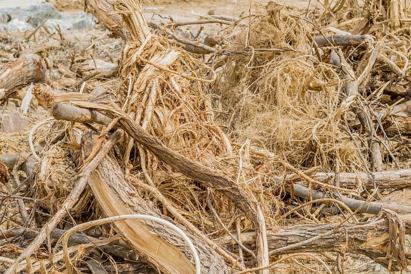 Closeup of a collection of broken tree branches at construction site in Daejeon, South Korea, Asia