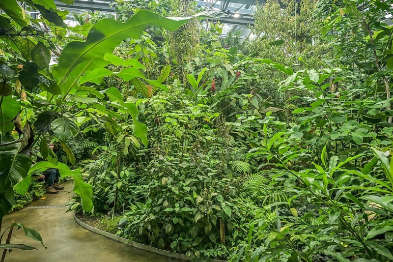 Tropical House, Rainforest, Botanical Garden of the University, Spalengraben, Basel, Switzerland, Europe