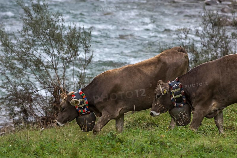 Cows wearing jewellery bells at the cattle drive, cattle seperation, behind the Ostrach, gabled house, Bad Hindelang, Allgaeu, Bavaria, Germany, Europe