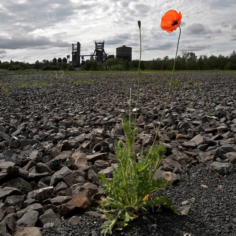 Poppy blossom on the bleak Hympendahl slag heap with the disused Phoenix-West blast furnace works, Hoerde, Dortmund, North Rhine-Westphalia, Germany, Europe