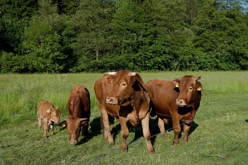 Limpurger cattle, agriculture, livestock, May, Swabian-Franconian Forest nature park Park, Schwaebisch Hall, Rottal, Baden-Wuerttemberg, Germany, Europe