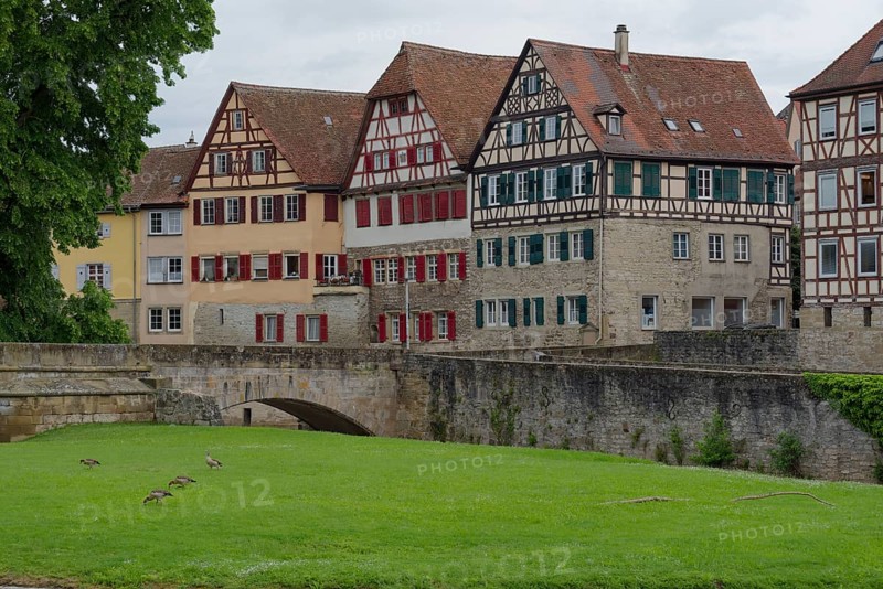 Nile geese on the Grasboedele, half-timbered house, old town, Kocher valley, Kocher, Schwaebisch Hall, Baden-Wuerttemberg, Germany, Europe