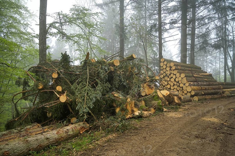 Logged wood, felled trees, pile, forest on Blauen mountain, Badenweiler, Black Forest, Baden-Wuerttemberg, Germany, Europe