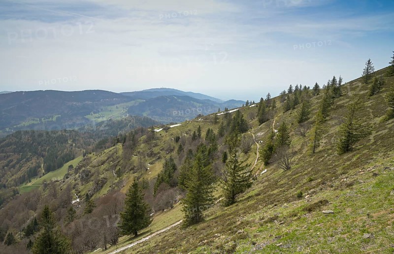 Forest border, trees, Belchen, Black Forest, Baden-Wuerttemberg, Germany, Europe