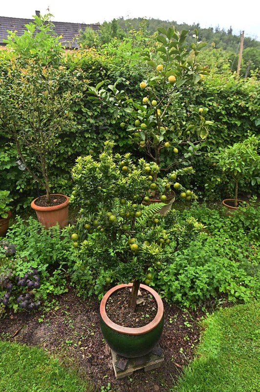 DEU. Germany, Iserlohn: This hobby gardener in Iserlohn maintains an extraordinary garden with numerous non-native plants