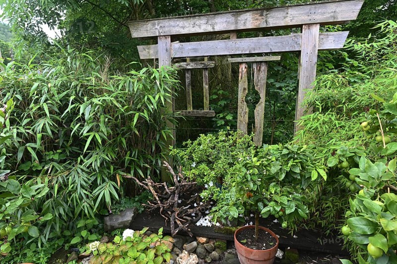 DEU. Germany, Iserlohn: This hobby gardener in Iserlohn maintains an extraordinary garden with numerous non-native plants