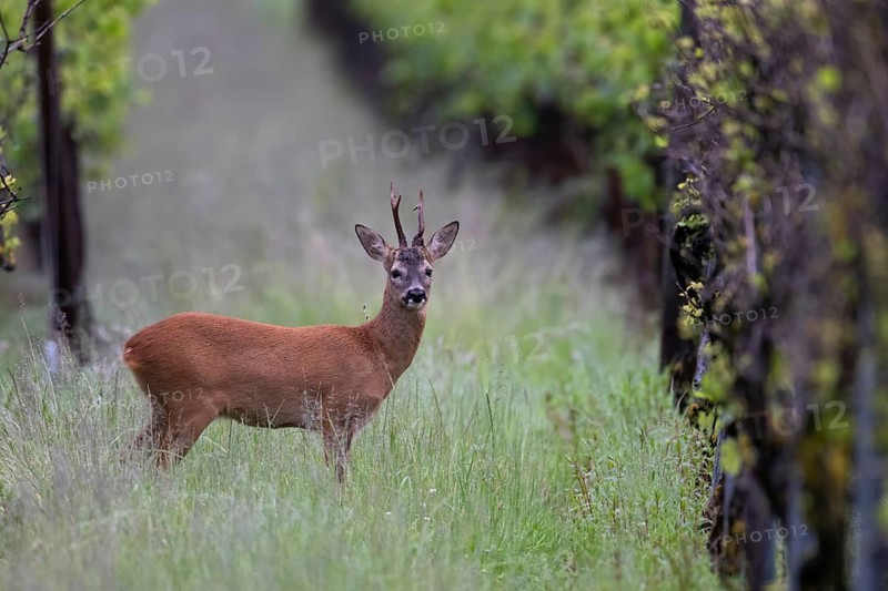 Strong abnormal roebuck in a vineyard, Wittlich, Rhineland-Palatinate, Germany, Europe