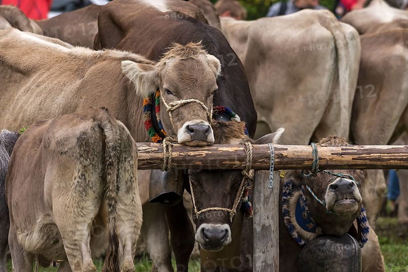 Tethered cows waiting for their owner after the cattle drive, Bad Hindelang, Allgaeu, Bavaria, Germany, Europe