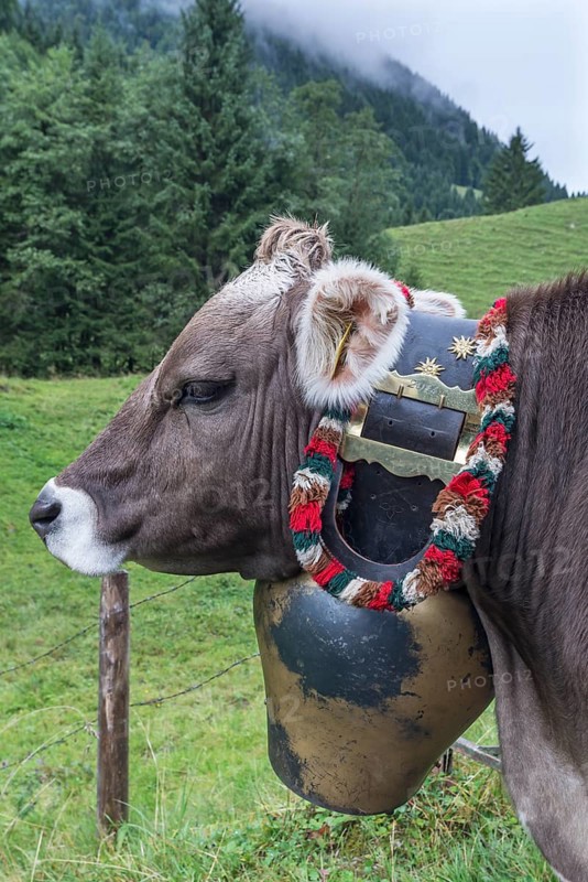 Cow with jewellery bells for the cattle drive, cattle seperation, gabled house, Bad Hindelang, Allgaeu, Bavaria, Germany, Europe