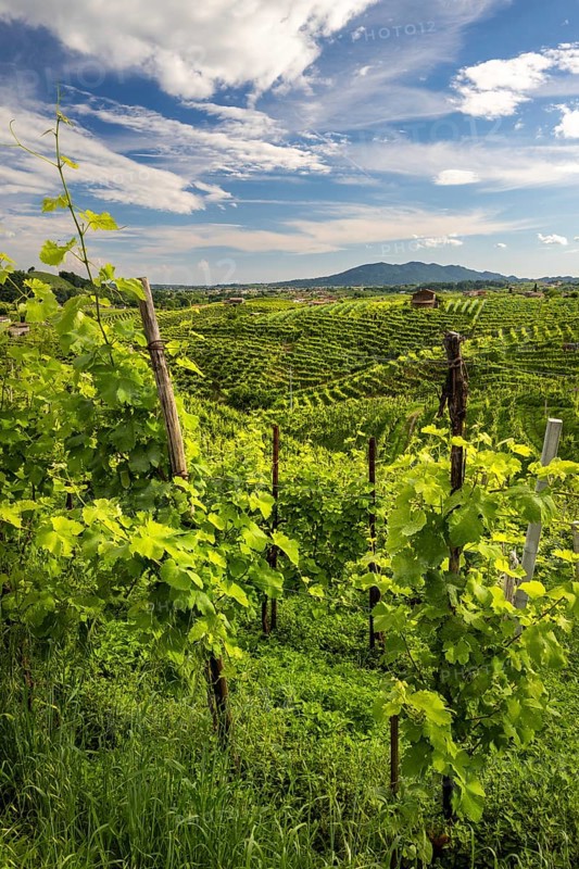 Landscape, World Heritage Site, wine tour, wine presses, wine-growing area, region, Prosecco, hills, road, wine, vines, Valdobbiadene, Conegliano, Le Colline del Prosecco, Veneto, Italy, Europe