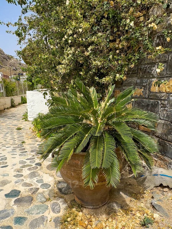 Small Phoenix theophrasti stands in a large clay pot in a narrow alley in the former fishing village of Lentas Lendas, Lentas, Crete, Greece, Europe