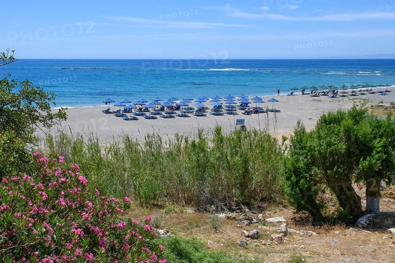 Beach of Frangokastello with sunshades and sunbeds, left in the foreground flowering shrub oleander (Nerium oleander), Frangokastello, Crete, Greece, Europe