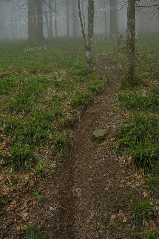 Tracks of mountain bikers, forest on Blauen mountain, Badenweiler, Black Forest, Baden-Wuerttemberg, Germany, Europe