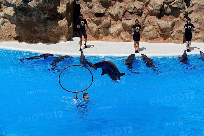 Loro Parque, Puerto de la Cruz, Santa Cruz de Tenerife, Tenerife, Canary Islands, Spain, Europe, A dolphin jumps through a tyre, supported by a trainer, while other dolphins watch, Europe