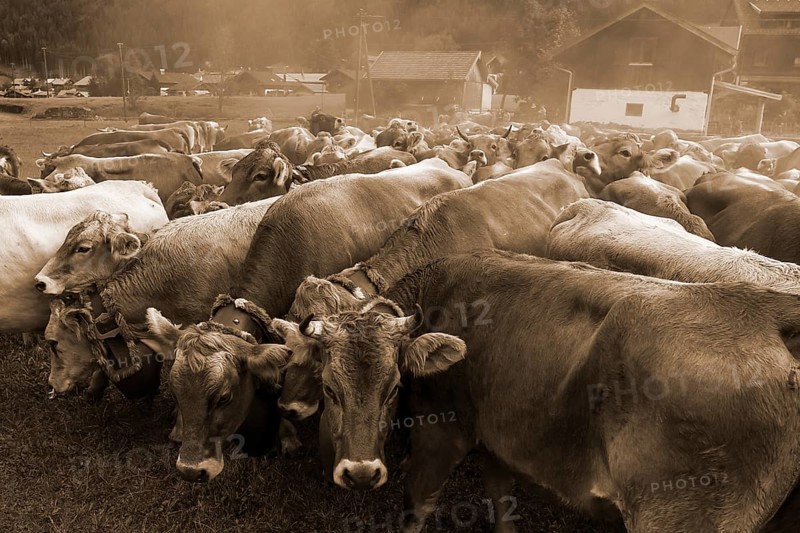 Allgaeu cows with jewellery bells gather for the cattle seperation, Hinterstein, Bad Hindelang, Bavaria, Germany, Europe