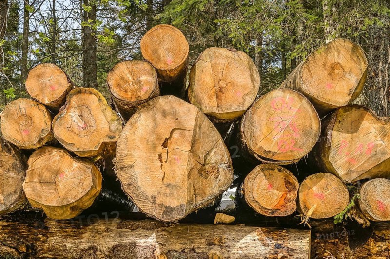 Felled conifers, pile of wood, Belchen, Black Forest, Baden-Wuerttemberg, Germany, Europe