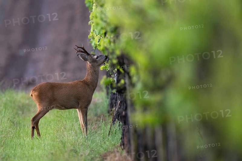 Strong abnormal roebuck in a vineyard, Wittlich, Rhineland-Palatinate, Germany, Europe