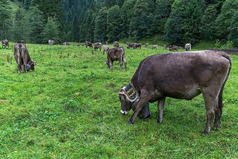 Cows with jewellery bells in a meadow in front of the cattle drive, cattle seperation, gabled house, Bad Hindelang, Allgaeu, Bavaria, Germany, Europe