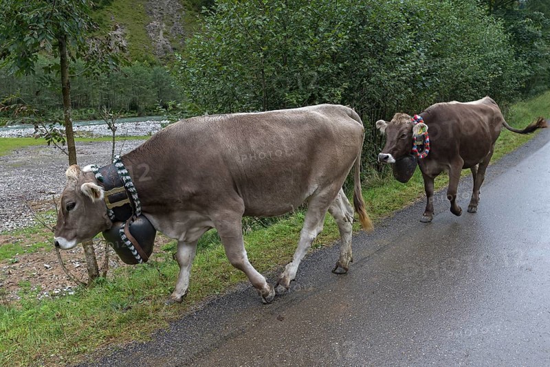 Cows wearing jewellery bells at the cattle drive, cattle seperation, gabled house, Bad Hindelang, Allgaeu, Bavaria, Germany, Europe