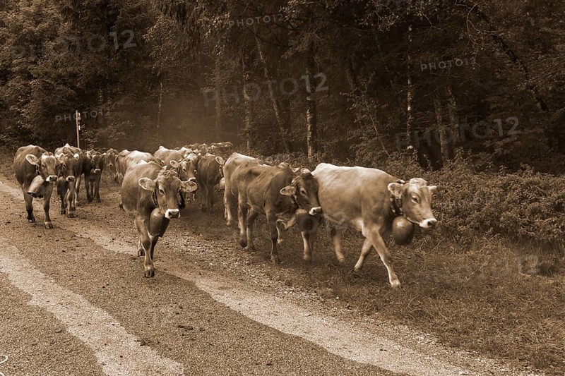 Allgaeu cows come down from the mountain pasture to the cattle seperation with jewellery bells, Hinterstein, Bad Hindelang, Bavaria, Germany, Europe