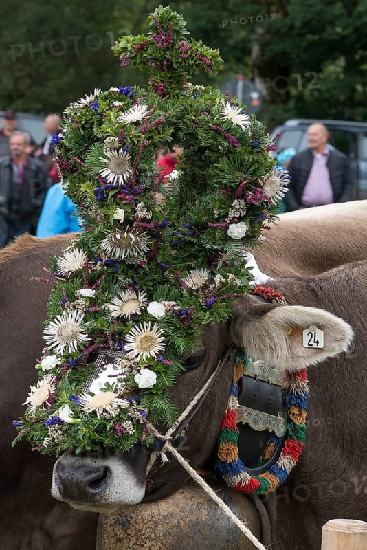 Decorated cow for the cattle seperation, Bad Hindelang, Allgaeu, Bavaria, Germany, Europe