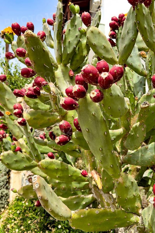 Close-up of cactus pear (Opuntia ficus-indica) Opuntia bears many shoots of red fruit, Crete, Greece, Europe