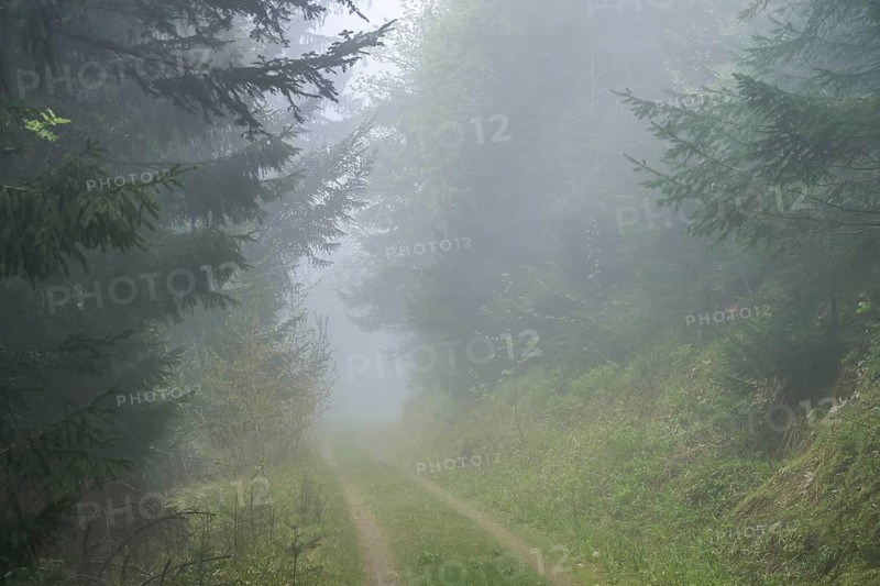 Forest path, dense fog, forest on Blauen mountain, Badenweiler, Black Forest, Baden-Wuerttemberg, Germany, Europe