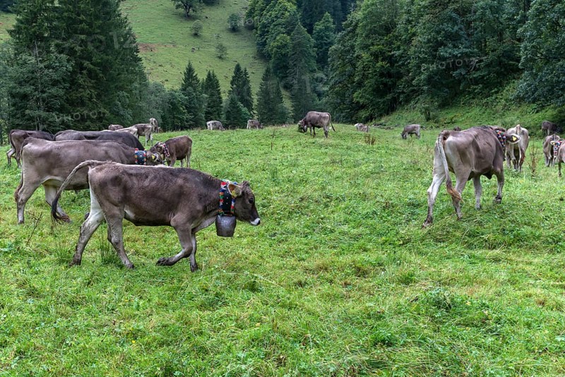 Cows with jewellery bells in a meadow in front of the cattle drive, cattle seperation, gabled house, Bad Hindelang, Allgaeu, Bavaria, Germany, Europe