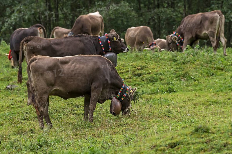 Cows on the pasture wearing jewellery bells for the cattle drive, cattle seperation, gabled house, Bad Hindelang, Allgaeu, Bavaria, Germany, Europe
