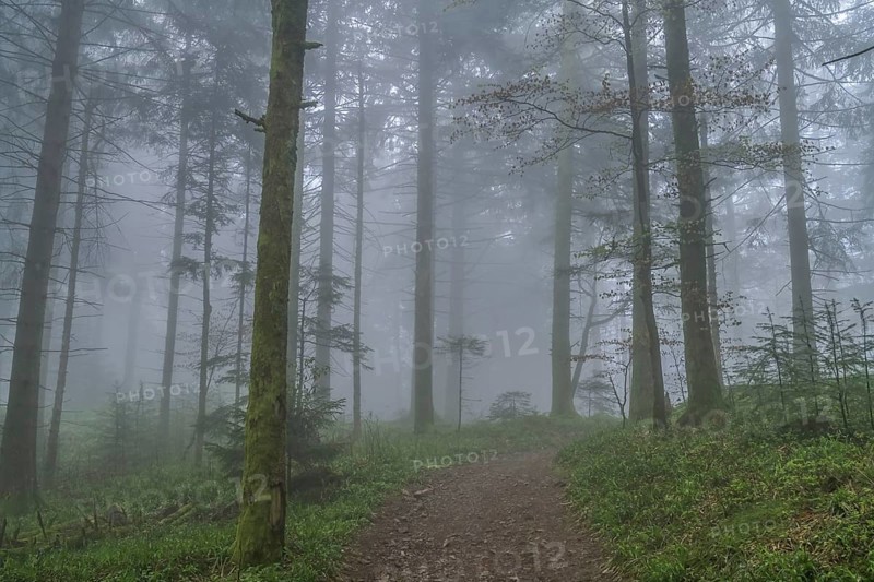Forest path, dense fog, forest on Blauen mountain, Badenweiler, Black Forest, Baden-Wuerttemberg, Germany, Europe