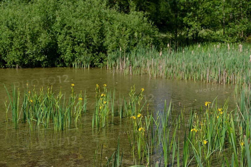 Large cow pond in Streifleswald, yellow iris, marsh iris (Iris pseudacorus), Schwaebisch Hall, Schwaebisch-Fraenkischer Wald Nature Park, Schwaebisch Hall, Baden-Wuerttemberg, Germany, Europe