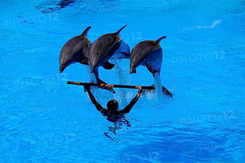 Loro Parque, Puerto de la Cruz, Santa Cruz de Tenerife, Tenerife, Canary Islands, Spain, Europe, Three dolphins jump synchronised out of the water, a trainer holds a pole for their performance, Europe