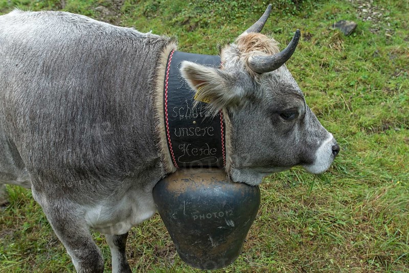 Cow wearing a decorative bell for the cattle drive, cattle seperation, gabled house, Bad Hindelang, Allgaeu, Bavaria, Germany, Europe
