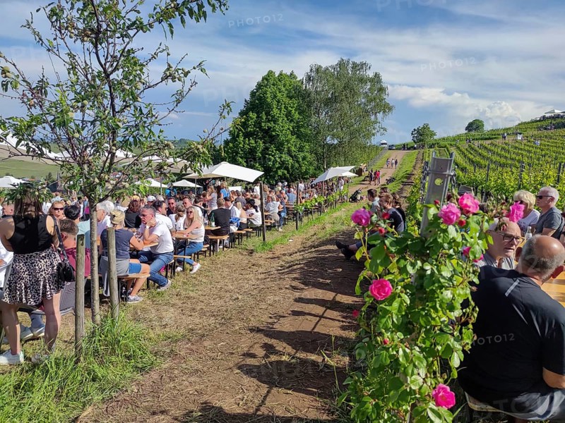 Wine festival in the vineyards, Birkweiler, Southern Palatinate, Palatinate, Rhineland-Palatinate, Germany, Europe