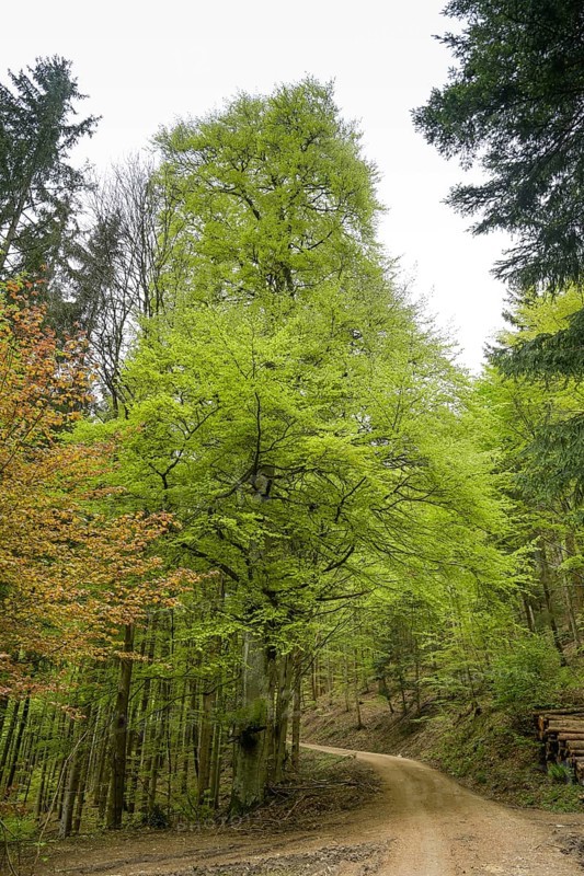Forest path, mixed forest on Blauen mountain, Badenweiler, Black Forest, Baden-Wuerttemberg, Germany, Europe