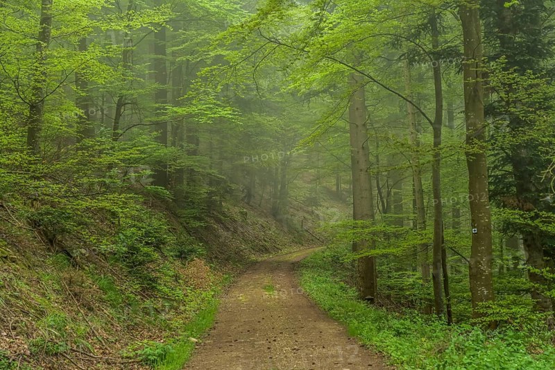 Forest path, mixed forest on Blauen mountain, Badenweiler, Black Forest, Baden-Wuerttemberg, Germany, Europe