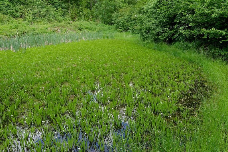 Pond with crab claw (Stratiotes aloides), frogbit plant (Hydrocharitaceae), aquatic plant, cow pond, Streifleswald, Michelfeld, Schwaebisch Hall, Schwaebisch-Fraenkischer Wald Nature Park, Schwaebisch Hall, Baden-Wuerttemberg, Germany, Europe