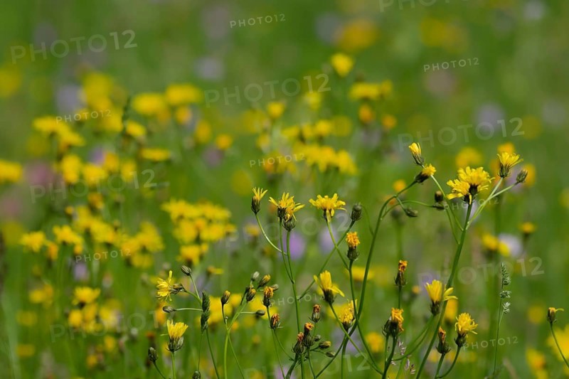 Flower meadow at the edge of the forest with meadow buckbeard and scabiosa, spring, May, Streifleswald, Schwaebisch Hall, Schwaebisch-Fraenkischer Wald Nature Park, Schwaebisch Hall, Baden-Wuerttemberg, Germany, Europe