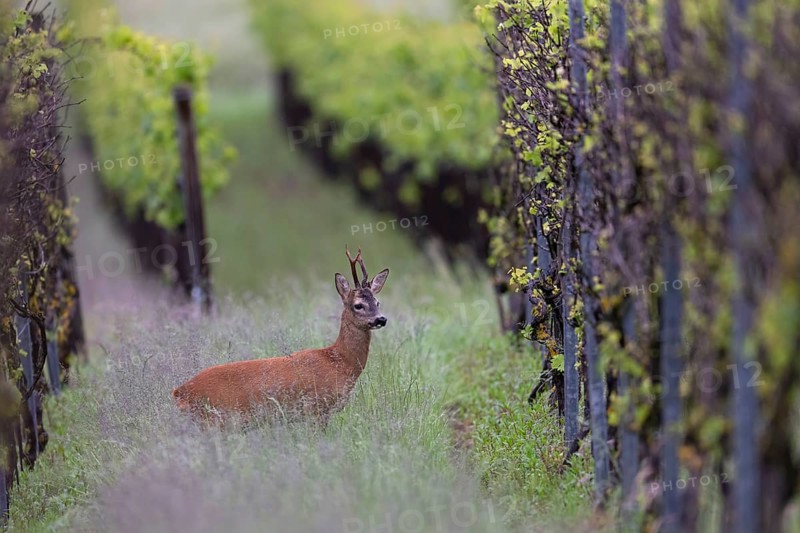 Strong abnormal roebuck in a vineyard, Wittlich, Rhineland-Palatinate, Germany, Europe