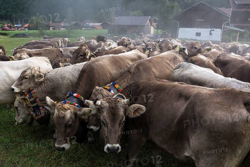 Allgaeu cows with jewellery bells gather for the cattle seperation, Hinterstein, Bad Hindelang, Bavaria, Germany, Europe