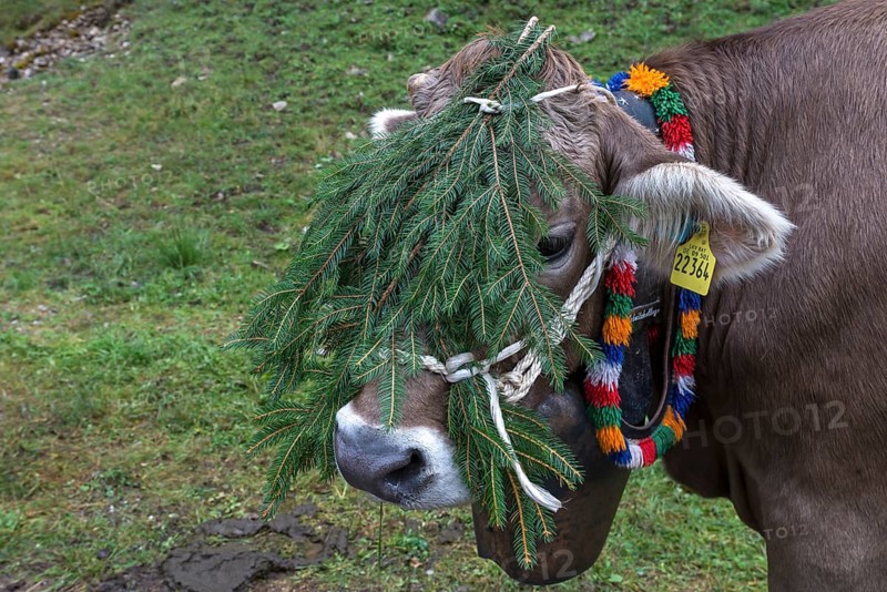 Cow with decorative bells and fir branch for the cattle drive, cattle seperation, gabled house, Bad Hindelang, Allgaeu, Bavaria, Germany, Europe