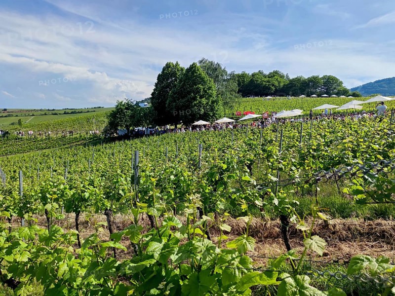 Wine festival in the vineyards, Birkweiler, Southern Palatinate, Palatinate, Rhineland-Palatinate, Germany, Europe