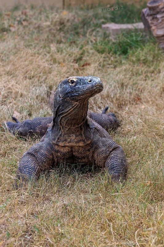 CaptiveKomodo dragon lizard at the Chattanooga Zoo in Chattanooga, Tennessee, United States of America, USA, North America