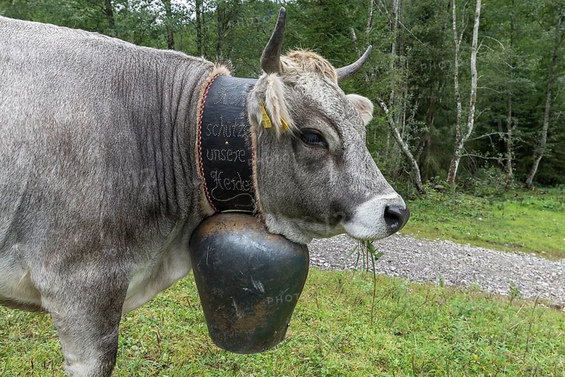 Cow wearing a decorative bell at the cattle drive, cattle seperation, gabled house, Bad Hindelang, Allgaeu, Bavaria, Germany, Europe
